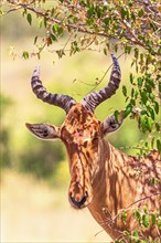 Hartebeest (Alcelaphus buselaphus) with big horns in the shade in the african savanna, Maasai Mara,