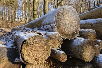 Felled tree trunks, cut surface with hoarfrost, Arnsberg Forest nature park Park, Sauerland, North