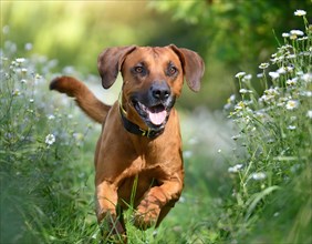 Dog, young dog, Rhodesian Ridgeback, recognised dog breed from South Africa (picture AI generated),