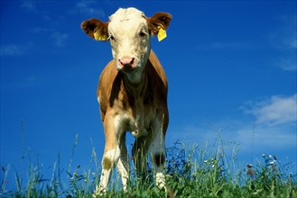 Calf cow Bavaria, Germany, Europe