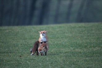 Fox (Vulpes vulpes) mating season, so-called Ranzzeit, male mounts female on snow-free meadow,
