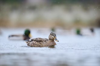 Wild duck (Anas platyrhynchos) female swimming on a lake, Bavaria, Germany, Europe