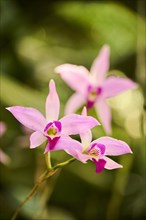 Bamboo orchid (Arundina graminifolia) flower growing in a greenhouse, Bavaria, Germany, Europe