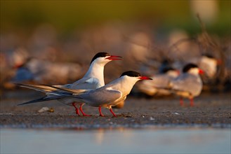 Common Tern (Sterna hirundo), courtship, mating, Danube Delta Biosphere Reserve, Romania, Europe