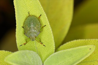 Green shield bug (Palomena prasina), on a leaf of the true sage (Salvia officinalis) Wilnsdorf,