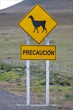 Guanaco (Llama guanicoe), Huanako, traffic sign, warning, road, Torres del Paine National Park,
