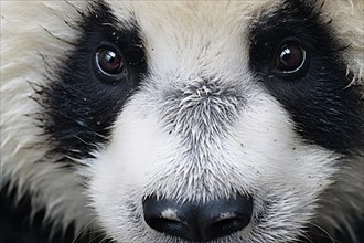 Close up of face of Giant panda bear. KI generiert, generiert AI generated