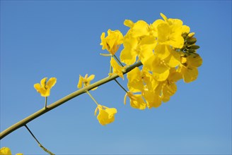 Vibrant yellow flowers blooming against a clear blue sky, Flower of rape