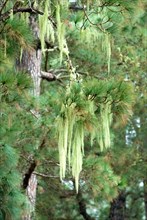 Old Man's Beard, Beard Lichen (Usnea filipendula) on a Canary Pine Tree (Pinus canariensis) La