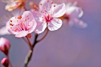 Close up of a white and pink blossom of a Japanese Cherry (Prunus serrulata)