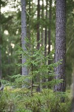 Norway spruce (Picea abies) tree growing in a forest, Bavaria, Germany, Europe