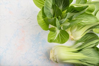 Fresh green bok choy or pac choi chinese cabbage on a white concrete background. Top view, copy