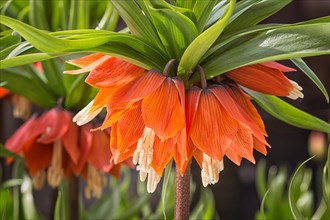 Crown imperial fritillary (Fritillaria imperialis) flowers. Orange color of the flowers and with