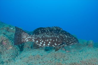Dusky grouper (Epinephelus marginatus) (Mycteroperca marginatus), El Cabron marine reserve dive