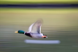 A male mallard (Anas platyrhynchos) in flight over a pond, captured with motion blur, Hesse,