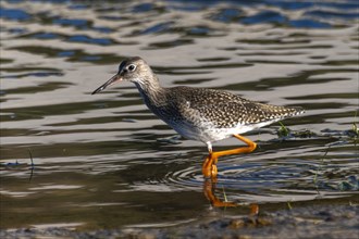 Common redshank (Tringa totanus) wading through the water in search of food, Henne, Region