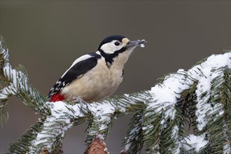 Great spotted woodpecker (Dendrocopos major) adult bird on a snow covered pine tree branch,