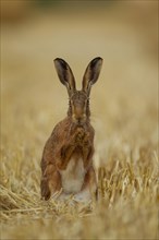Brown hare (Lepus europaeus) adult animal in a farmland stubble field, Norfolk, England, United