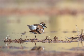 Little ringed plover (Charadrius dubius) standing on one leg on a wet mud flat