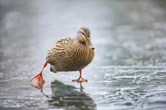 Wild duck (Anas platyrhynchos) female walking on the ice of a frozen lake, Bavaria, Germany, Europe
