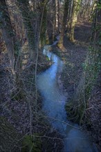 Meanderneder Muehlbach flows through the forest, Eckental, Bavaria, Germany, Europe