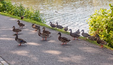 A group of ducks walking along the path near the lake. The city park of Druskininkai. Lithuania