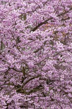 Blossoming apple tree (Malus domestica), pink coloured blossoms, spring, pattern, structure,