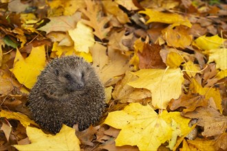 European hedgehog (Erinaceus europaeus) adult animal resting on a pile of fallen autumn leaves,