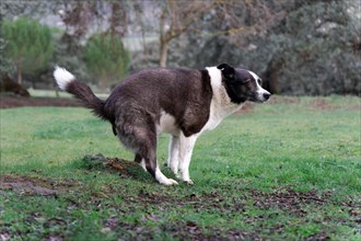 Black and white border collie pooping in the field
