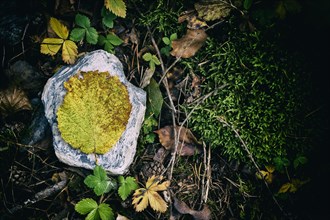 Autumnal nature on a hiking trail in the forest, hiking, leaf, stone, colourful, autumn, moss,