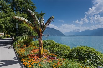 Promenade on Lake Geneva, blue sky, summer, beautiful weather, palm tree, climate, travel, holiday,