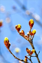 Buds of a red maple (Acer rubrum) against blue sky
