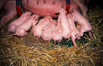 A litter of small piglets sucking on teats in the straw covered stable