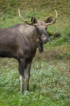 Elk (Alces alces), bull moose standing in a forest meadow, captive, Germany, Europe