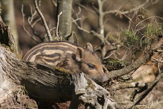Wild boar (Sus scrofa) approx. 1 week old young boar lying on an old tree stump, Allgaeu, Bavaria,