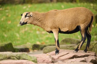 Female Cameroon sheep (Ovis aries) standing on a rock, Bavaria, Germany, Europe