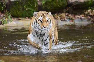 Siberian tiger (Panthera tigris altaica) walking in the water, captive, Germany, Europe