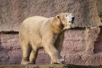 Polar bear (Ursus maritimus) walking on a wall, captive, Germany, Europe