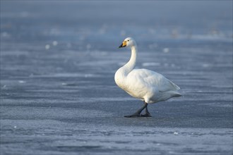 Whooper swan (Cygnus cygnus) adult bird on a frozen lake in winter, England, United Kingdom, Europe