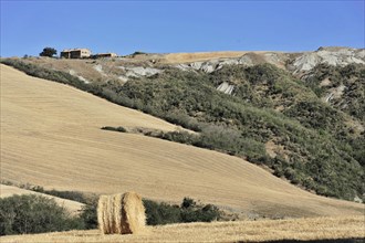Harvested wheat field, landscape north of Sorano, Tuscany, Italy, Europe