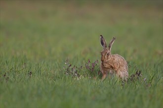 Brown hare (Lepus europaeus) adult animal in a farmland field, Suffolk, England, United Kingdom,