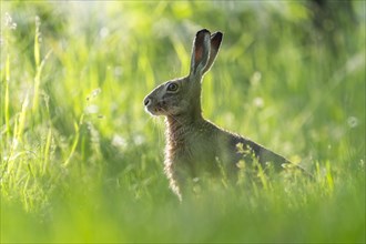 European hare (Lepus europaeus) sitting in a meadow, wildlife, Lower Saxony, Germany, Europe