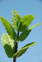 Close-up of vibrant green mint leaves with a clear blue sky in the background, Mint leaves