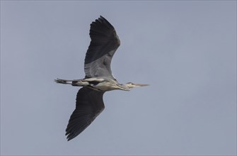 Grey heron (Ardea cinerea) in flight