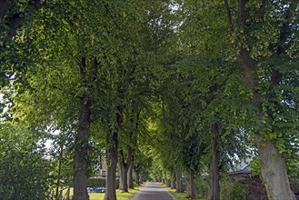 Avenue of large-leaved lindens (Tilia platyphyllos) on a village street, Rehna,