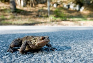 A common toad (Bufo bufo) crosses the road between Leutaschtal and Mittenwald, Bavaria, Germany,