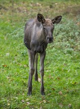 Elk (Alces alces), moose calf standing on a forest meadow, captive, Germany, Europe