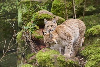 Eurasian lynxs (Lynx lynx) on a rock, Bavaria, Germany, Europe