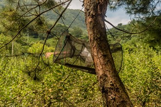 Minnow trap hanging from branch of evergreen tree in rural wilderness in South Korea
