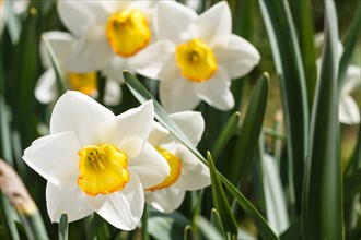 White daffodil (narcissus) with orange and yellow center